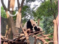 -成都大熊猫繁育研究基地