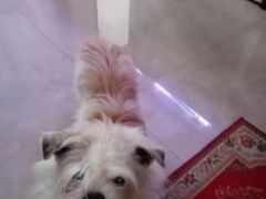 -乖乖宠物医院·猫科·急重症中心(车站北路分院)