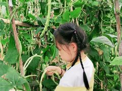 -樂桃源奉贤黄桃种植采摘基地
