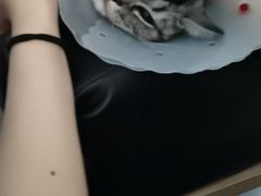 -天使宠物医院·犬猫分诊(彩虹店)