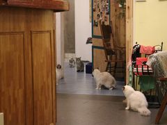 -猫色咖啡·猫咖
