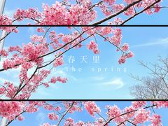 -顾村公园