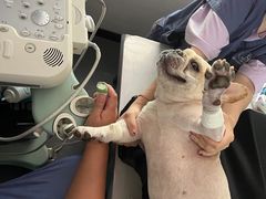 -伟伟宠物医院·CT影像中心·瑞派犬猫综合性门诊(汉口总院)