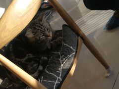 -平行世界·猫咖(首经贸店)