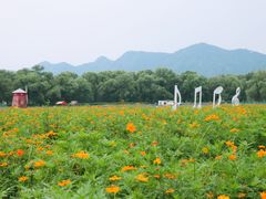 -北京东方普罗旺斯薰衣草庄园