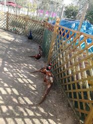 -萌宠亲子动物乐园(槐房万达店)