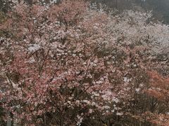 -大围山国家森林公园