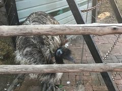 -大鹅岛绿色生态美食园