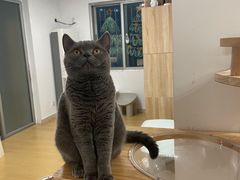 -有喵·猫咖·狗咖·30几只猫10只小狗(岗厦店)