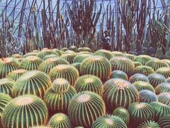 -深圳仙湖植物园-停车场