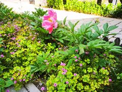 -苏州文庙(姑苏区)