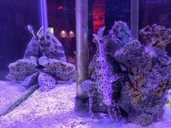 -太平洋海底世界