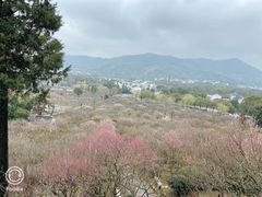 -香雪海