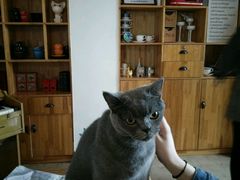 -猫咖时代(中山亭店)
