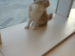 -飞行喵MR PILOT|猫舍·猫咖(静安大融城店)