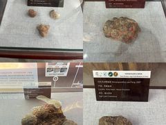 -中国西峡恐龙遗迹园