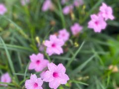 -三圣花乡旅游区