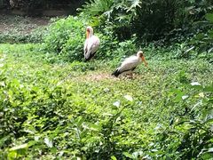 -深圳野生动物园