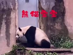 -中国大熊猫保护研究中心雅安碧峰峡基地