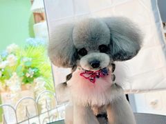 -萌宠之家·腊肠犬·马尔泰·小体犬舍