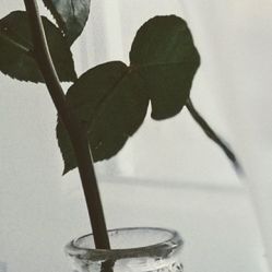-凡碧诗毛孔收细