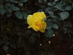 -人民公园(罗湖区)