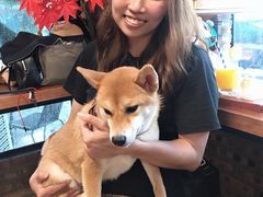 -柴犬高等学院·狗咖·柴犬售卖·宠物训练