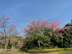 -风云岭森林公园