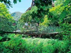 -西双版纳原始森林公园