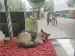 -宠爱多约克夏马尔济斯泰迪小型犬专卖