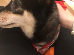 -南京Hallo宠物乐园·哈罗犬舍·柴犬繁育基地