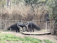 -上海野生动物园