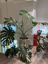 -海菲秀黑钻·SELF SKIN悦己·Tech SPA