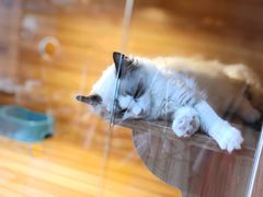 -猫十亿·布偶金渐层·曼基康矮脚猫舍(青年路店)