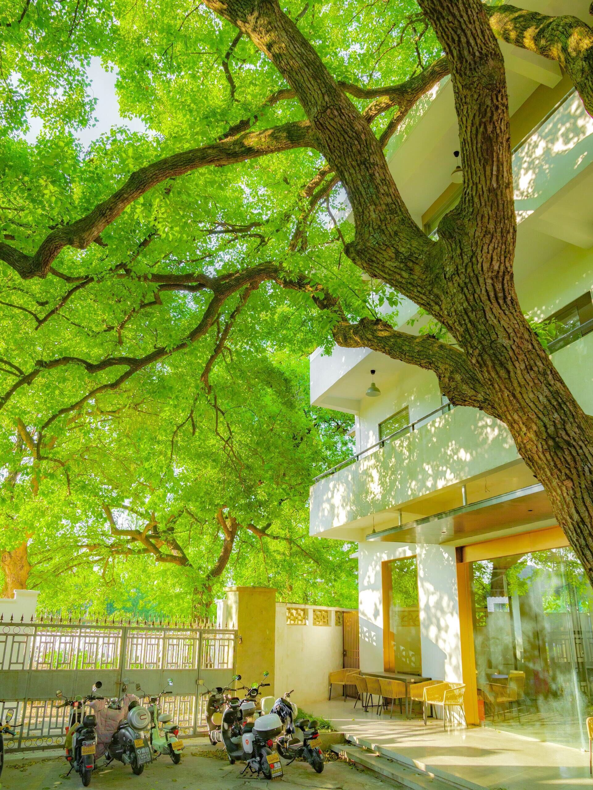 夏日的午后很美