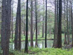 -西溪国家湿地公园