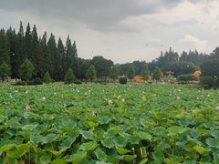 -宜兴龙背山森林公园