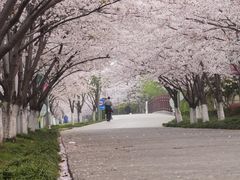 -高东镇樱花园
