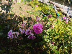 -安琪朵朵独栋花园月子中心