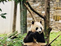 -卧龙中华大熊猫苑神树坪基地