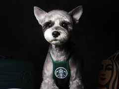 -读宠于你·约克夏比熊·睫角守宫·爬宠售卖(高新店)