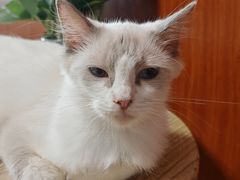 -楼上猫咖(罗湖店)