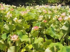 -墨尔本皇家植物园