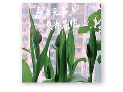 -本溪路花鸟市场(江浦路1709弄小区店)