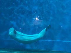 -芜湖新华联大白鲸海洋公园