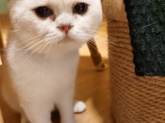 -猫腻·猫咖·撸猫馆(星光大道店)