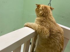 -藏猫猫咖啡主题馆(中央大道店)