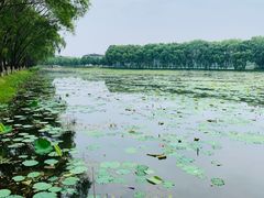 -洪湖生态旅游区