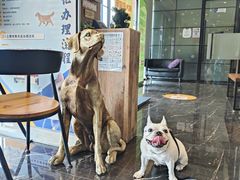 -宠颐生斯嘉宠物医院·急重症·心内科(谷阳北路分院)