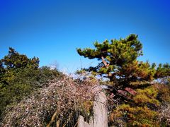 -杭州植物园